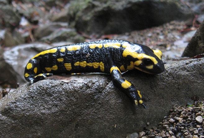 La Salamandre tachetée Salamandra salamandra (Linnaeus, 1758)