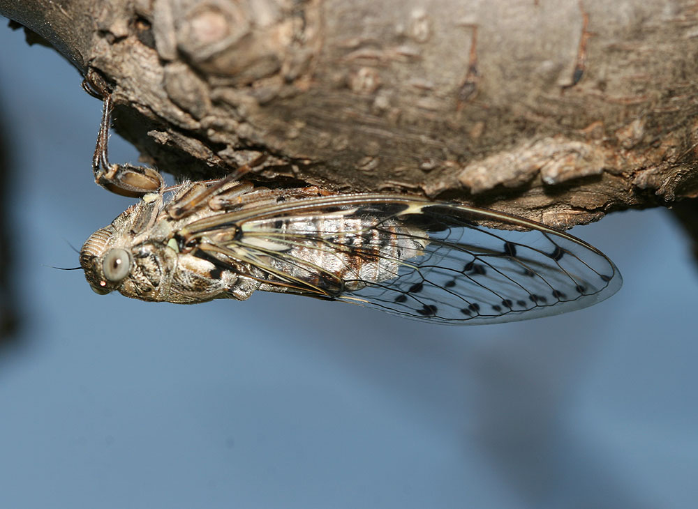 La Cigale grise (la), Cigale de l'orne (la), Cigale p Cicada orni Linnaeus, 1758