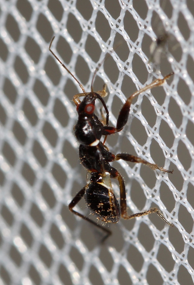 Le Nabide-fourmi Himacerus mirmicoides (O. Costa, 1834)