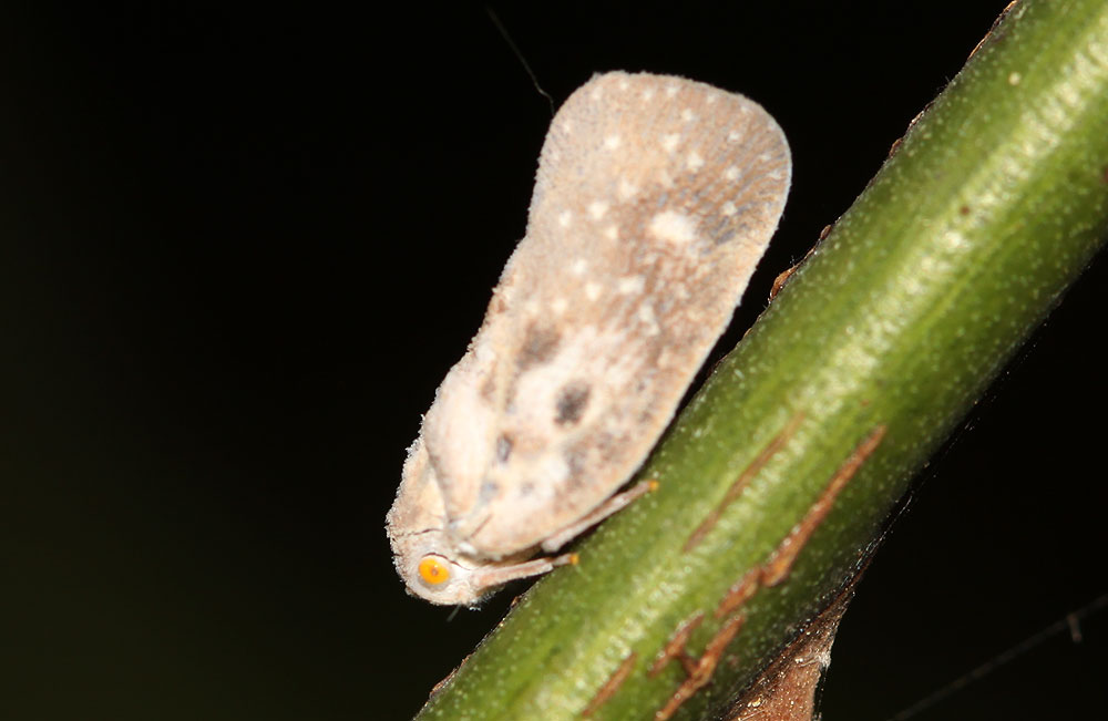 La Cicadelle blanche, Cicadelle pruineuse, Cicadelle  Metcalfa pruinosa (Say, 1830)