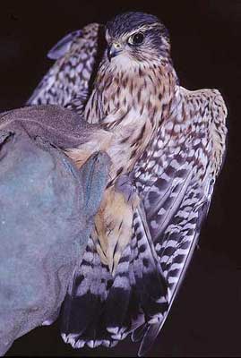 Le Faucon émerillon Falco columbarius Linnaeus, 1758