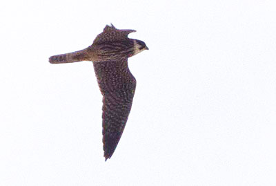 Le Faucon hobereau Falco subbuteo Linnaeus, 1758