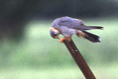 Le Faucon kobez Falco vespertinus Linnaeus, 1766