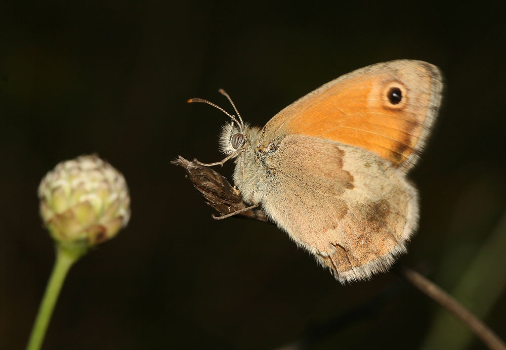 Le Fadet commun (Le), Procris (Le), Petit Papillon de Coenonympha pamphilus (Linnaeus, 1758)
