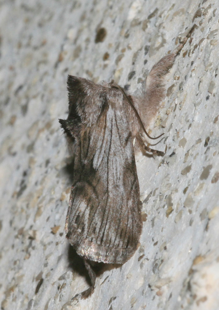 Cléophane platyptère (La) Calophasia platyptera (Esper, 1788)