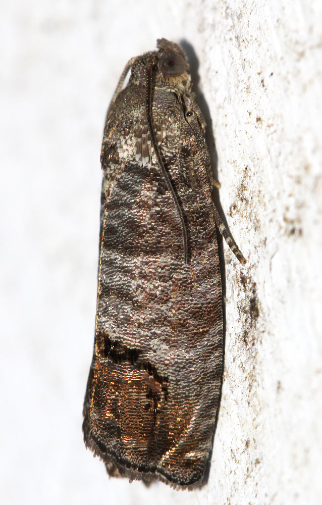  Cydia pomonella (Linnaeus, 1758)
