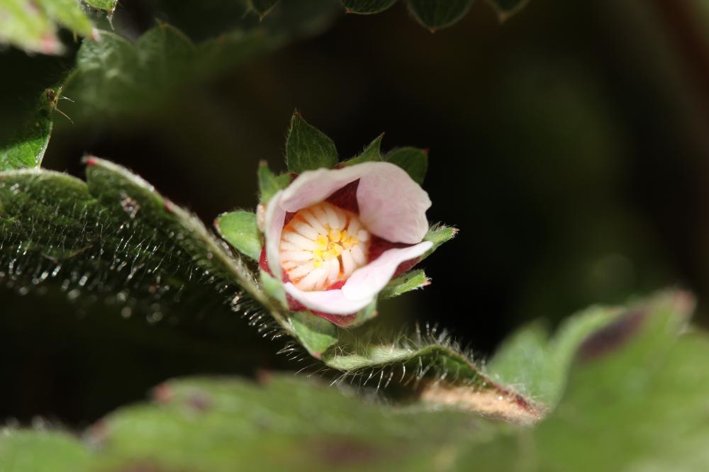 La Potentille à petites fleurs Potentilla micrantha Ramond ex DC., 1805