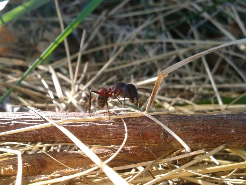  Camponotus cruentatus (Latreille, 1802)