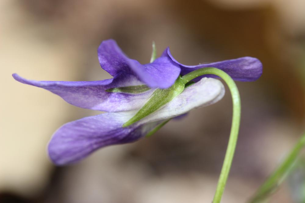 Violette de Rivinus, Violette de rivin Viola riviniana Rchb., 1823