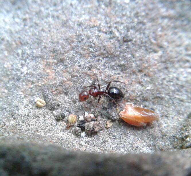 Le  Camponotus lateralis (Olivier, 1792)