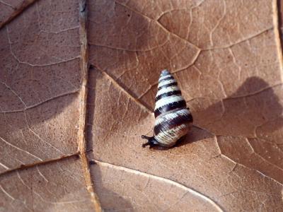 Cornet méditerranéen Cochlicella barbara (Linnaeus, 1758)