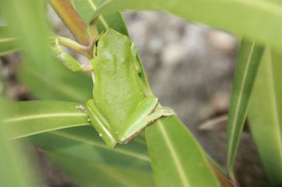 Rainette méridionale Hyla meridionalis Boettger, 1874