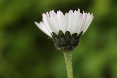 Pâquerette des bois, Pâquerette d'Automne Bellis sylvestris Cirillo, 1792