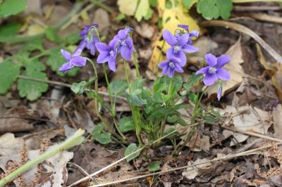 Violette de Rivinus, Violette de rivin Viola riviniana Rchb., 1823