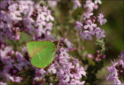 Thécla de l'Arbousier (La) Callophrys avis Chapman, 1909