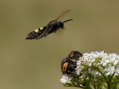 Megascolia flavifrons