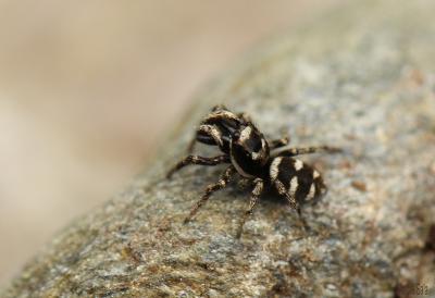 Salticus scenicus