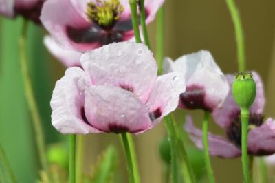 Pavot somnifère, Pavot officinal Papaver somniferum L., 1753