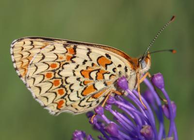 Mélitée des Centaurées (La), Grand Damier (Le) Melitaea phoebe (Denis & Schiffermüller, 1775)