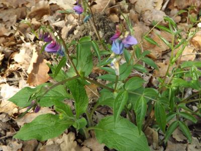 Gesse printanière, Orobe printanier Lathyrus vernus (L.) Bernh., 1800