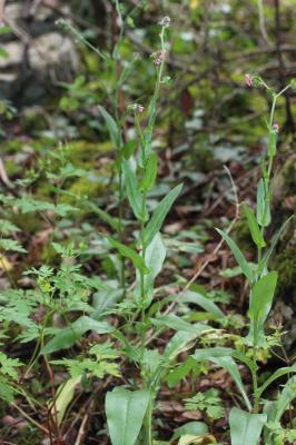 Cynoglosse à pustules, Cynoglosse Cynoglossum pustulatum Boiss., 1838