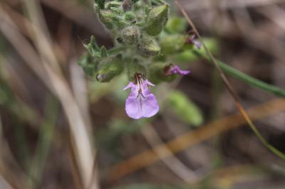 Germandrée botryde Teucrium botrys L., 1753