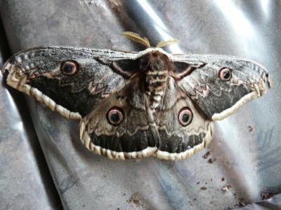 Grand Paon de nuit Saturnia pyri (Denis & Schiffermüller, 1775)