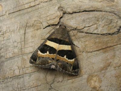 Noctuelle de la Corroyère (La) Grammodes stolida (Fabricius, 1775)