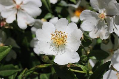 Rosier toujours vert, Rosier de tous les mois Rosa sempervirens L., 1753