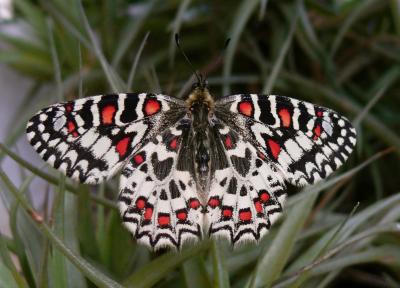 Proserpine (La), Thaïs écarlate (La), Proserpine d Zerynthia rumina (Linnaeus, 1758)