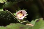 Potentille à petites fleurs Potentilla micrantha Ramond ex DC., 1805