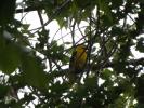 Loriot d'Europe, Loriot jaune Oriolus oriolus (Linnaeus, 1758)