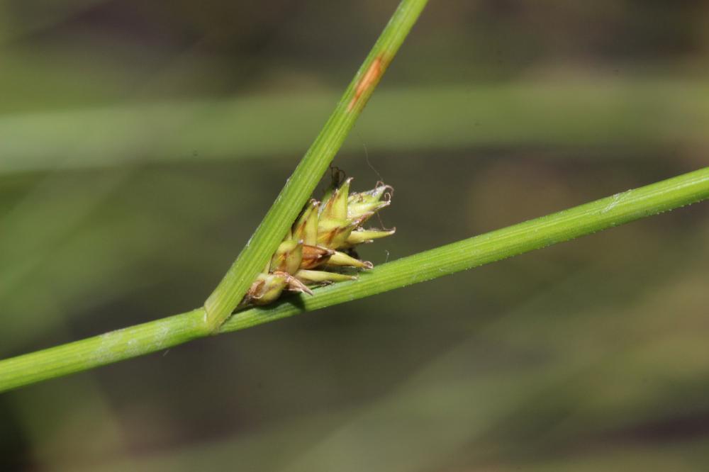 Laîche espacée Carex remota L., 1755