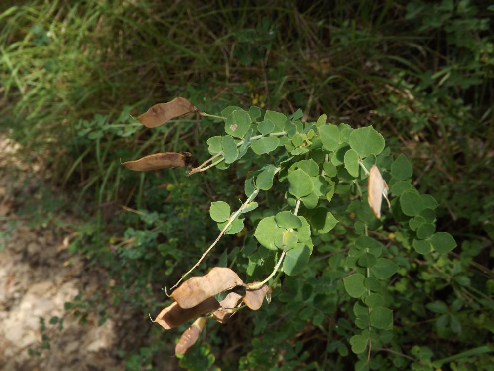 Le Cytise à feuilles sessiles, Cytisophylle à feuille Cytisophyllum sessilifolium (L.) O.Lang, 1843