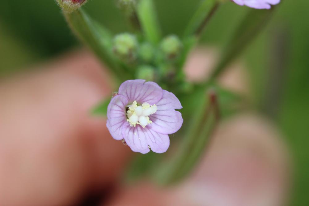 Le Épilobe à petites fleurs Epilobium parviflorum Schreb., 1771