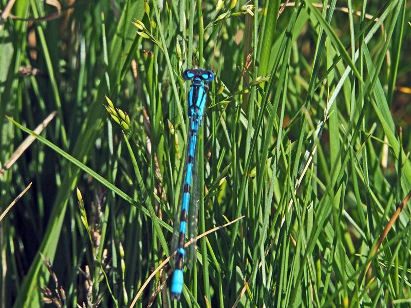 Agrion porte-coupe Enallagma cyathigerum (Charpentier, 1840)