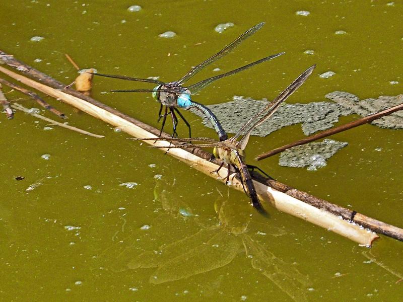 Anax napolitain (L') Anax parthenope (Selys, 1839)