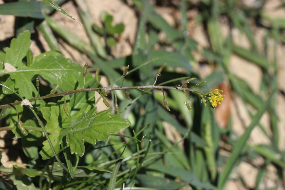 Le Rorippe faux-cresson, Cresson des marais Rorippa palustris (L.) Besser, 1821