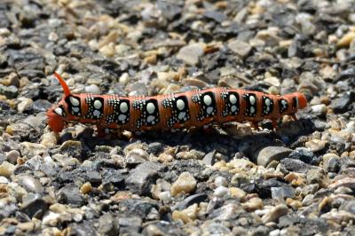 Sphinx de l'Euphorbe (Le) Hyles euphorbiae (Linnaeus, 1758)