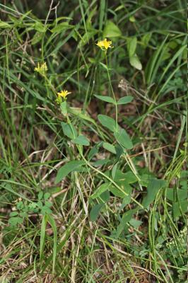 Millepertuis des montagnes Hypericum montanum L., 1755