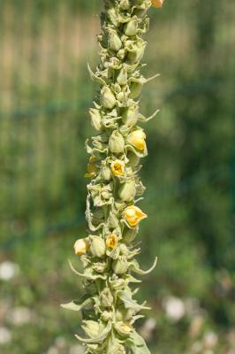 Molène faux-bouillon-blanc, Molène à fleurs denses Verbascum densiflorum Bertol., 1810