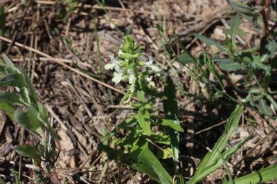 Épiaire annuelle Stachys annua (L.) L., 1763