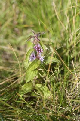 Menthe des champs Mentha arvensis L., 1753