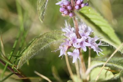 Menthe des champs Mentha arvensis L., 1753