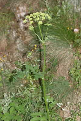 Grande Berce de Lecoq Heracleum sibiricum L., 1753