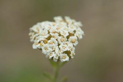 Achillée odorante Achillea odorata L., 1759