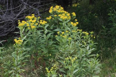 Séneçon de Fuchs Senecio ovatus (G.Gaertn., B.Mey. & Scherb.) Willd., 1803