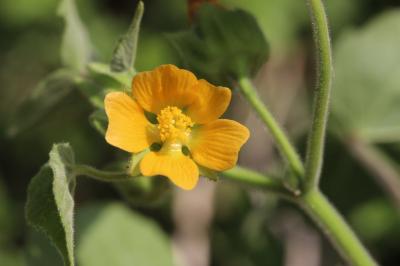 Abutilon theophrasti