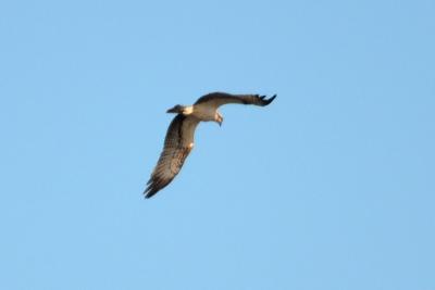 Balbuzard pêcheur Pandion haliaetus (Linnaeus, 1758)