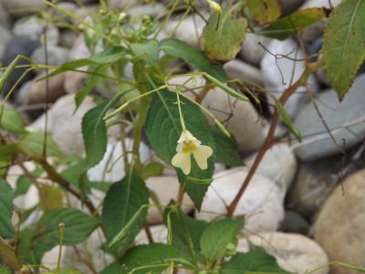 Balsamine à petites fleurs, Impatiente à petites f Impatiens parviflora DC., 1824